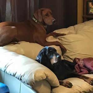 Meet your Posher, Paula